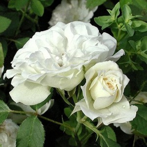 JET TRAIL (miniature)